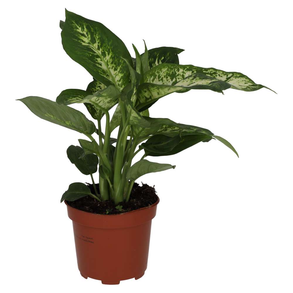 Dumb Cane (Dieffenbachia sp.)