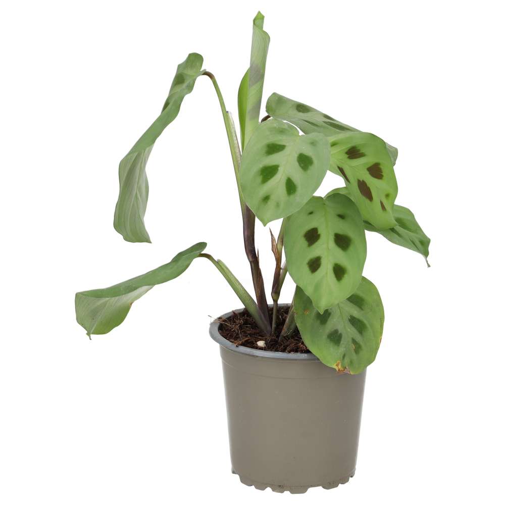 Prayer Plant (Maranta leuconeura)