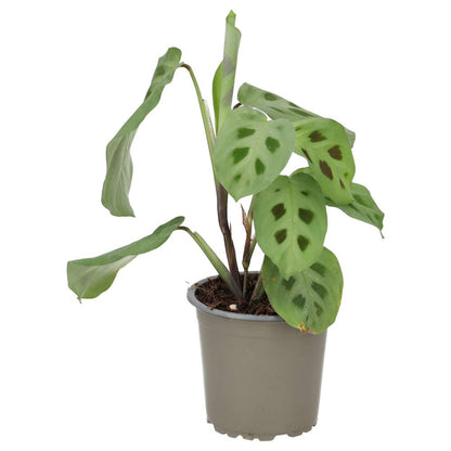 Prayer Plant (Maranta leuconeura)