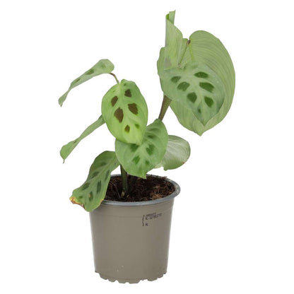 Prayer Plant (Maranta leuconeura)