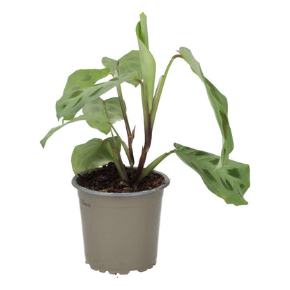 Prayer Plant (Maranta leuconeura)