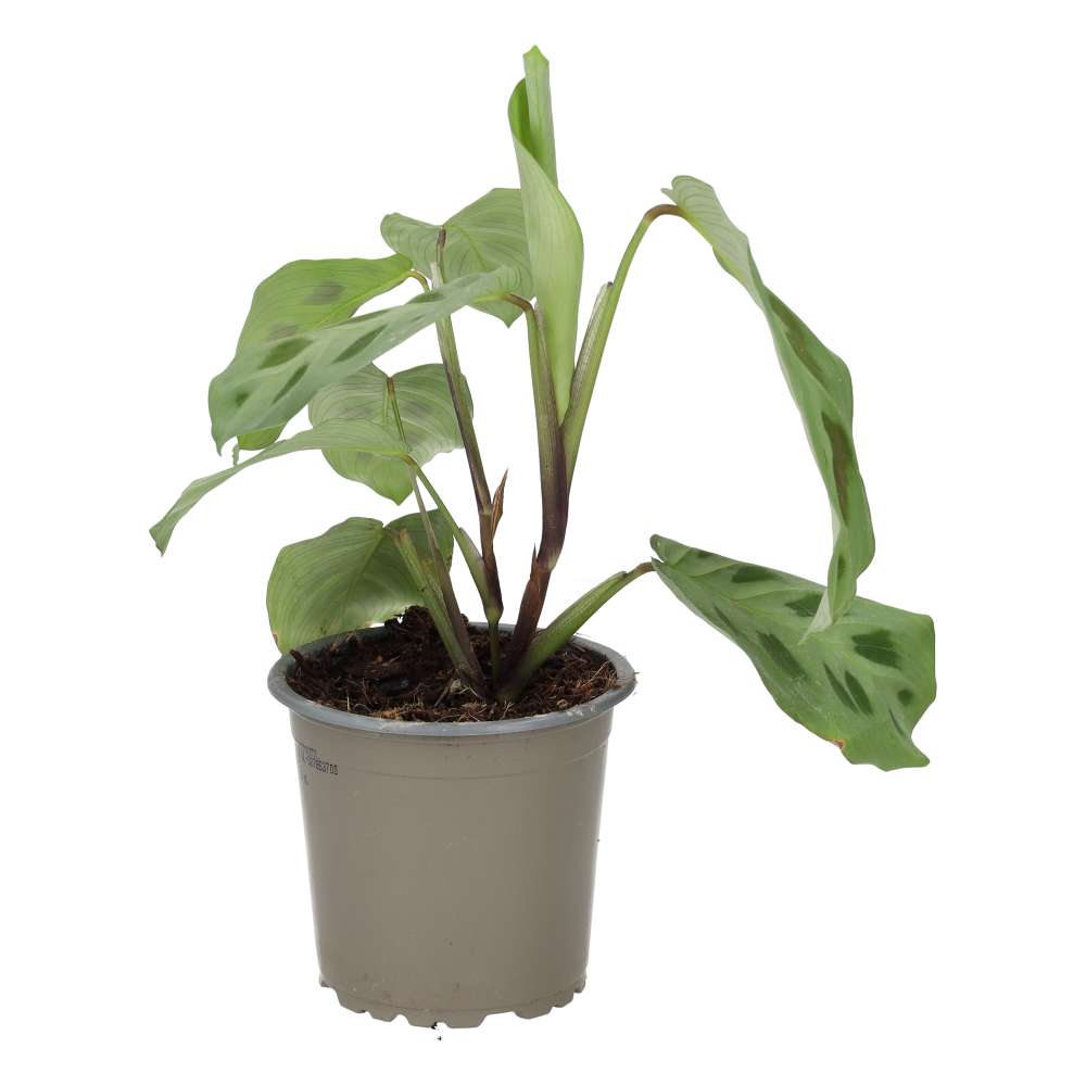 Prayer Plant (Maranta leuconeura)
