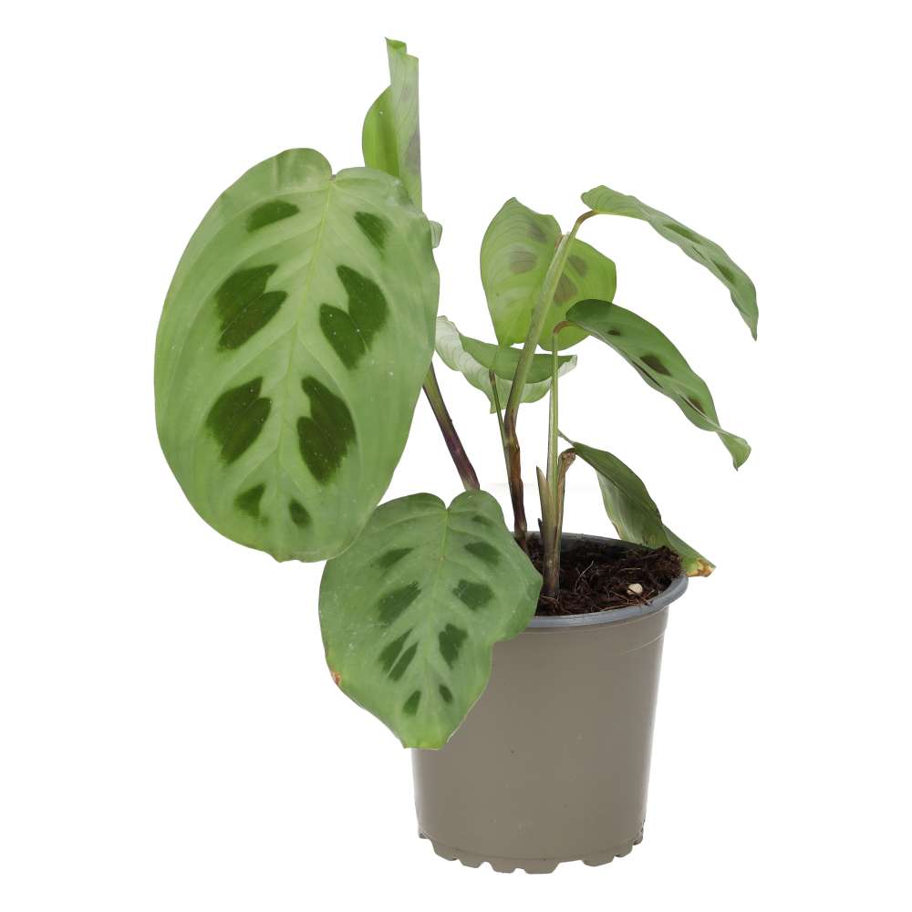 Prayer Plant (Maranta leuconeura)