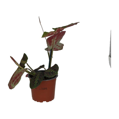 Prayer Plant 'Tricolour'