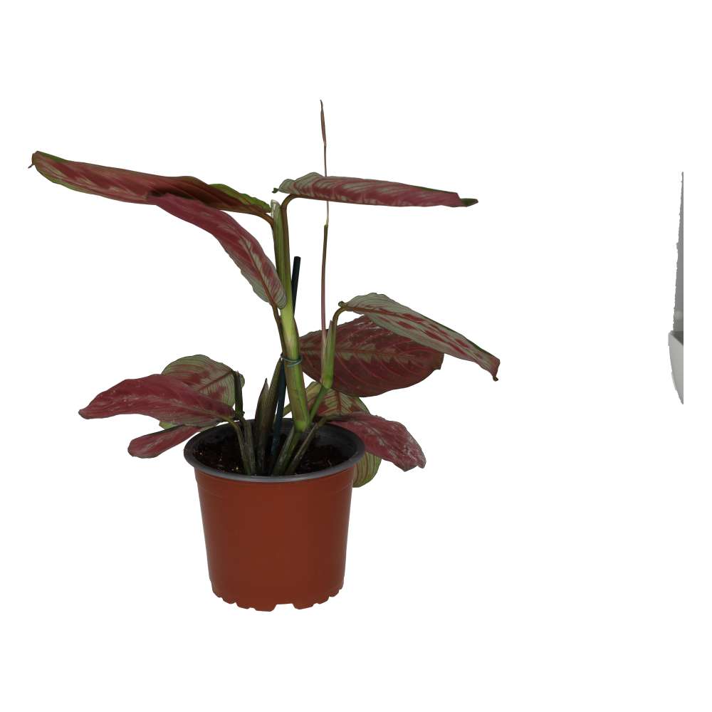 Prayer Plant 'Tricolour'