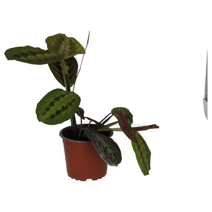 Prayer Plant 'Tricolour'