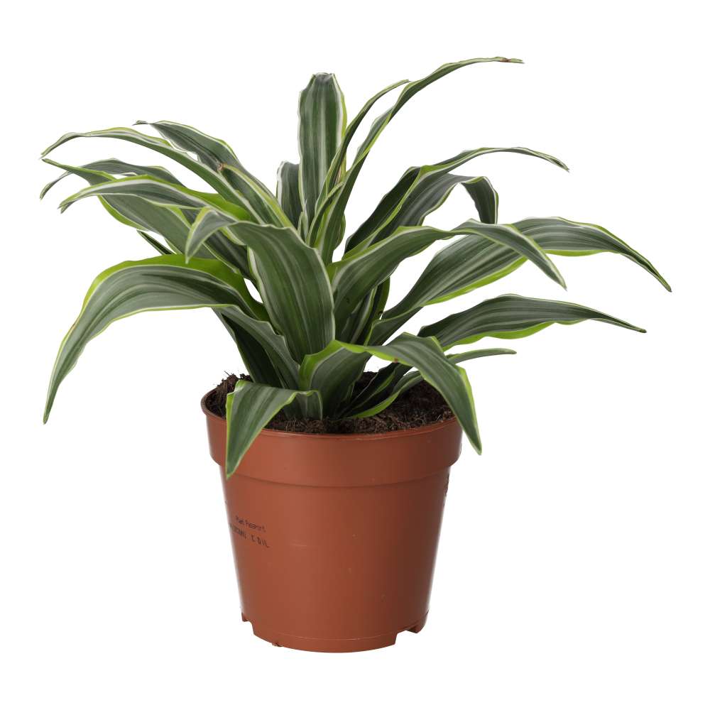 ProRep Live Plant: Dragon Plant