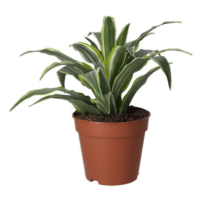ProRep Live Plant: Dragon Plant
