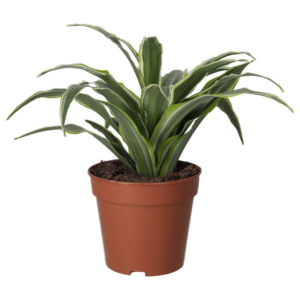 ProRep Live Plant: Dragon Plant