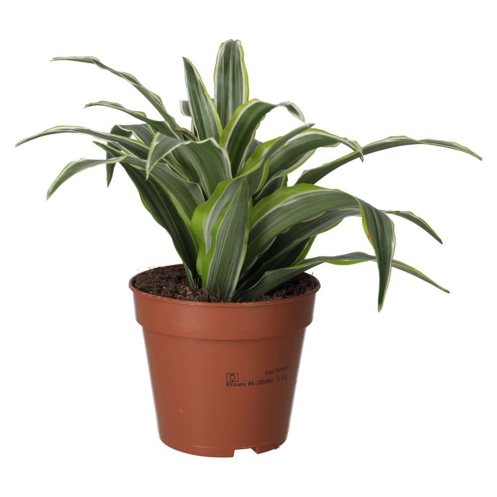 ProRep Live Plant: Dragon Plant