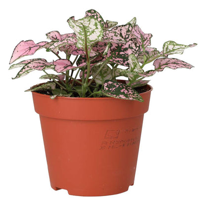 Polka Dot Plant (Hypoestes sp.)