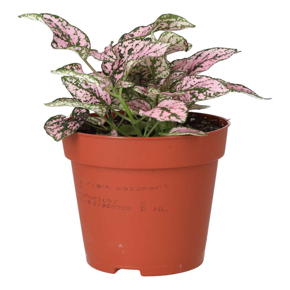 Polka Dot Plant (Hypoestes sp.)