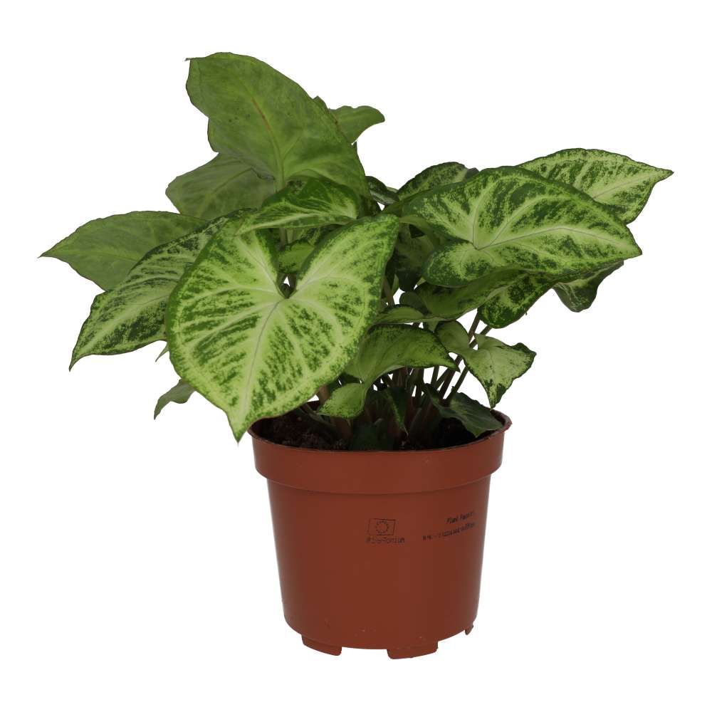 Arrowhead Vine 'Arrow' (Syngonium 'Arrow')