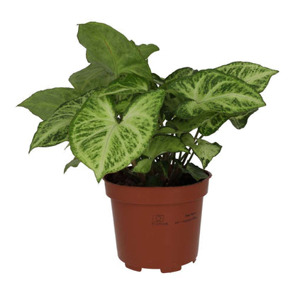 Arrowhead Vine 'Arrow' (Syngonium 'Arrow')