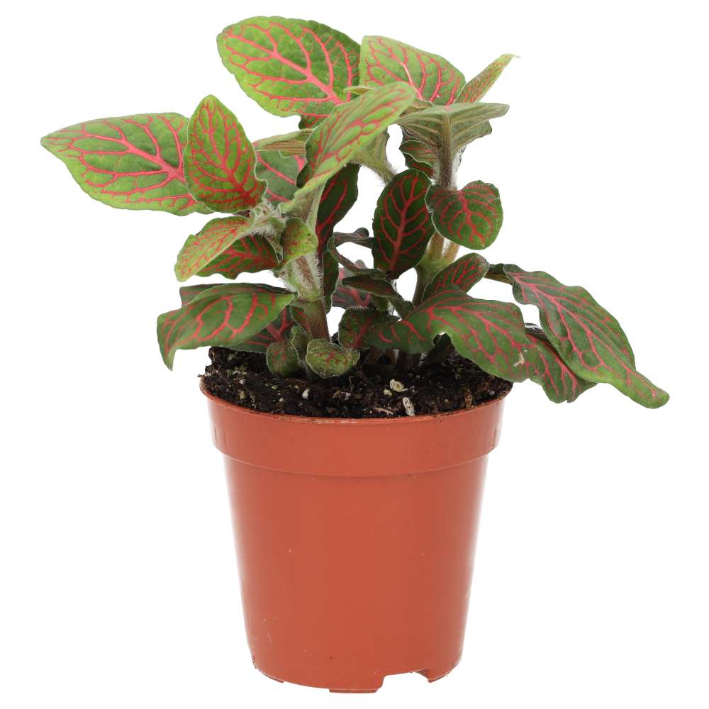 Nerve Plant (Fittonia sp.)