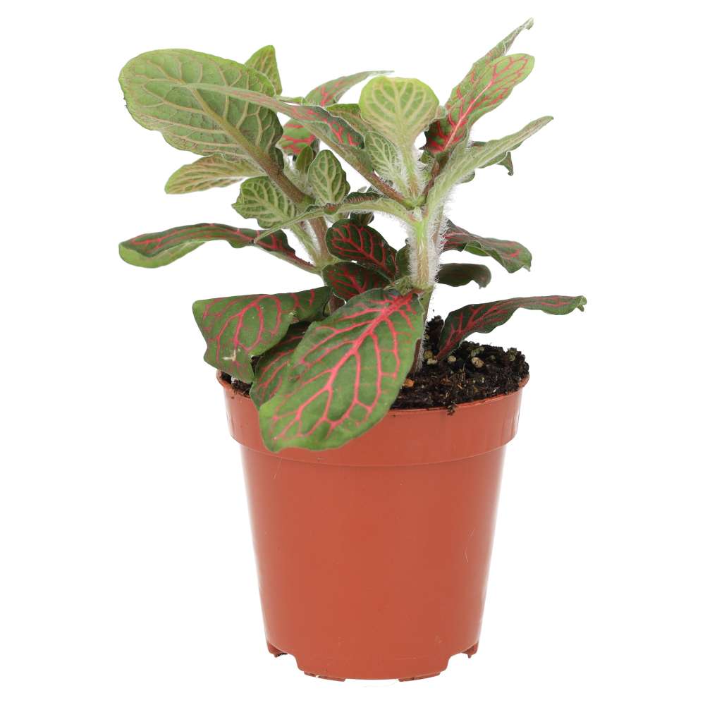 Nerve Plant (Fittonia sp.)