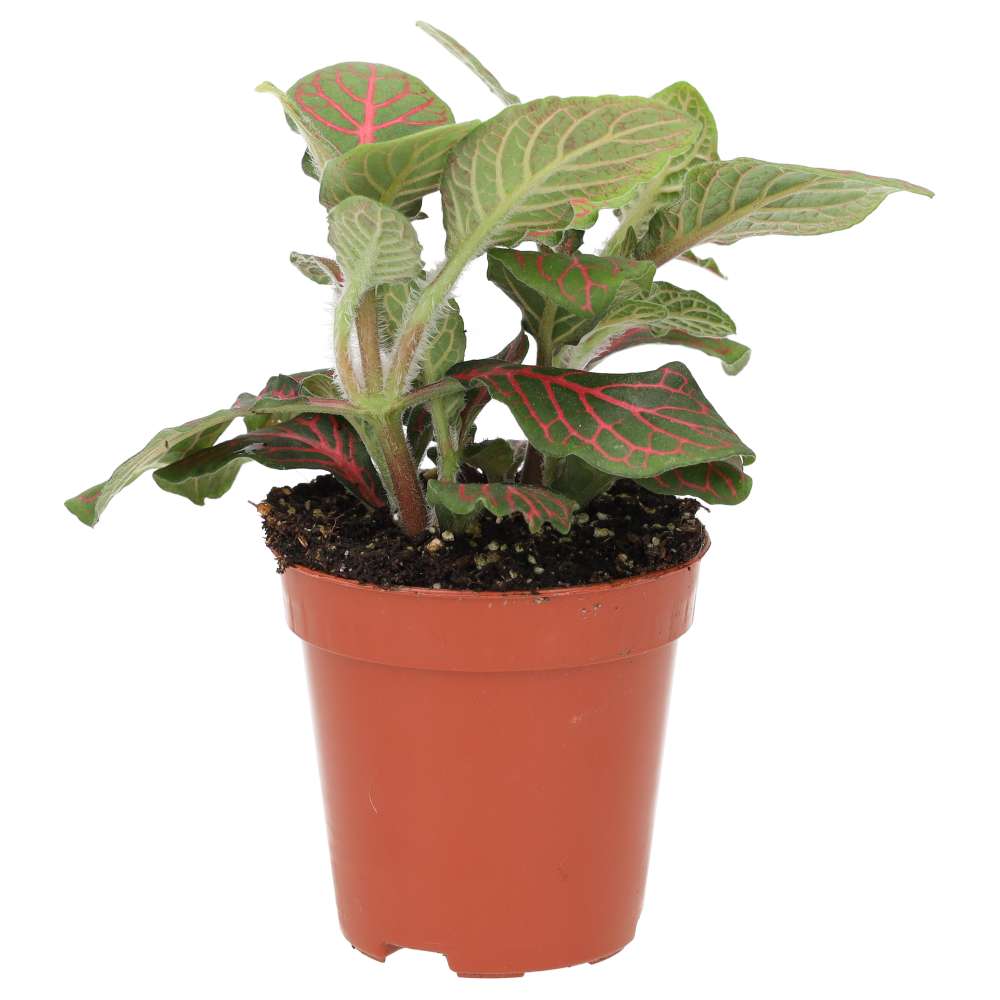 Nerve Plant (Fittonia sp.)