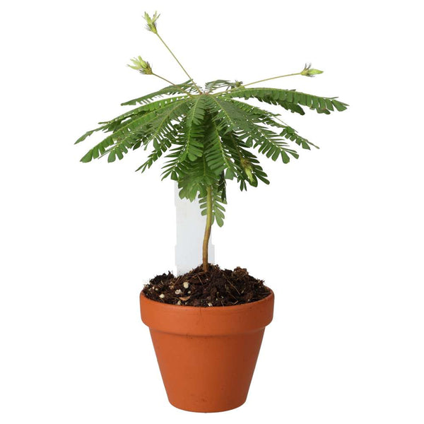 Little Tree Plant (Biophytum sensitivum)