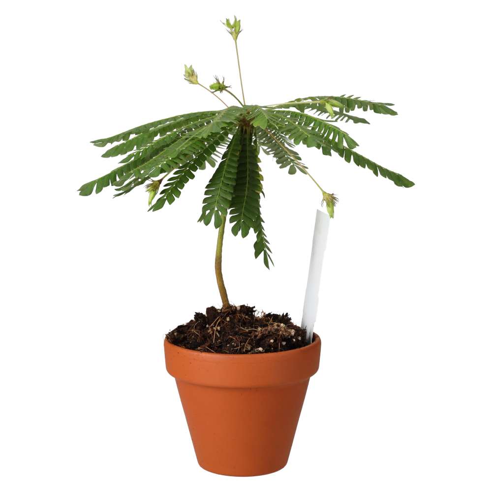 Little Tree Plant (Biophytum sensitivum)