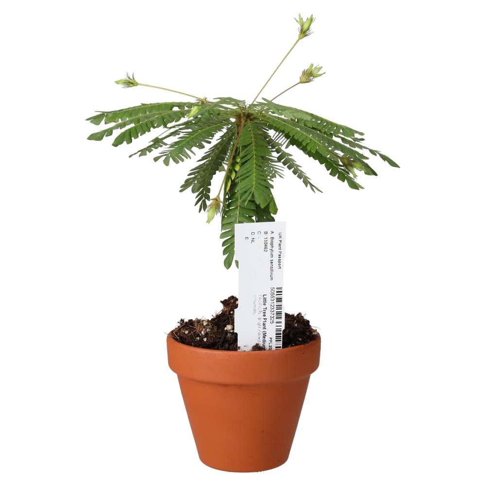 Little Tree Plant (Biophytum sensitivum)