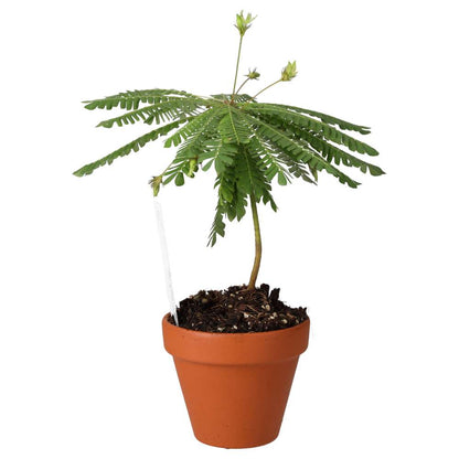 Little Tree Plant (Biophytum sensitivum)
