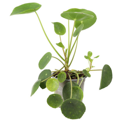 Chinese Money Plant (Pilea peperomoides)