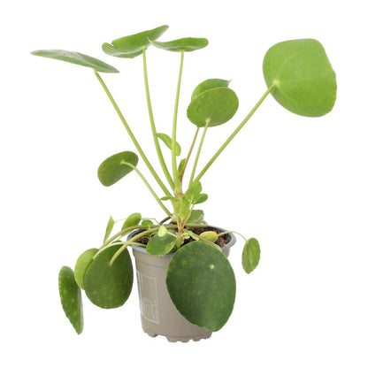 Chinese Money Plant (Pilea peperomoides)