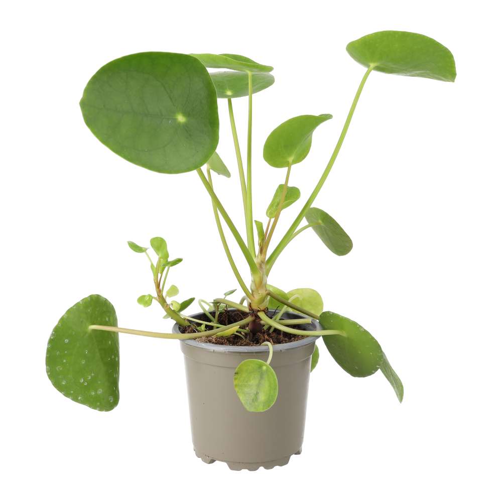 Chinese Money Plant (Pilea peperomoides)