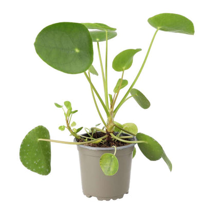 Chinese Money Plant (Pilea peperomoides)