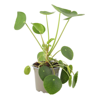 Chinese Money Plant (Pilea peperomoides)