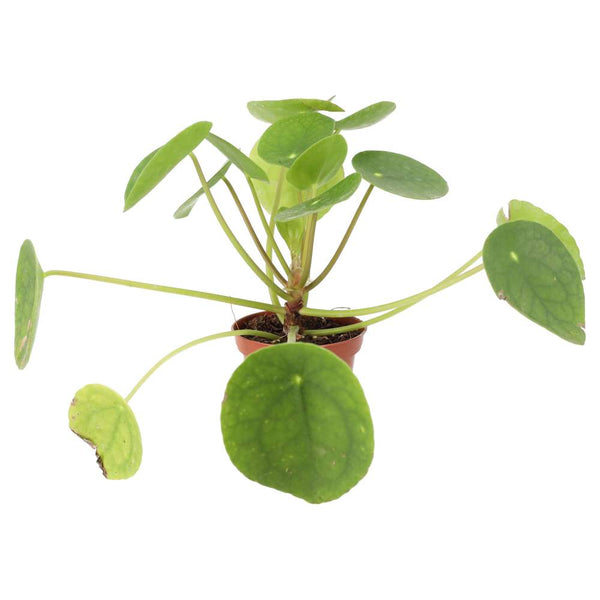 Chinese Money Plant (Pilea peperomoides)