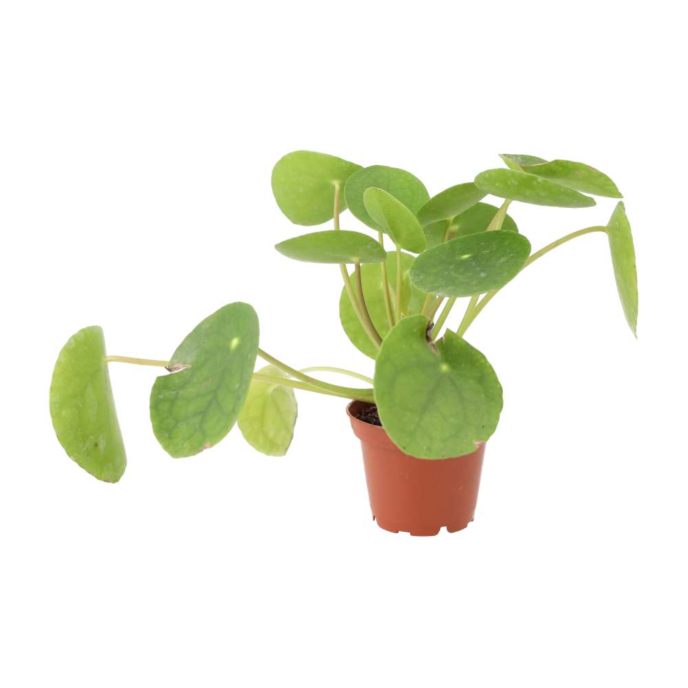Chinese Money Plant (Pilea peperomoides)