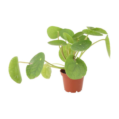 Chinese Money Plant (Pilea peperomoides)