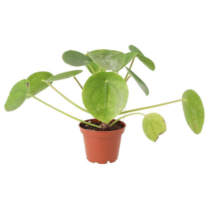 Chinese Money Plant (Pilea peperomoides)