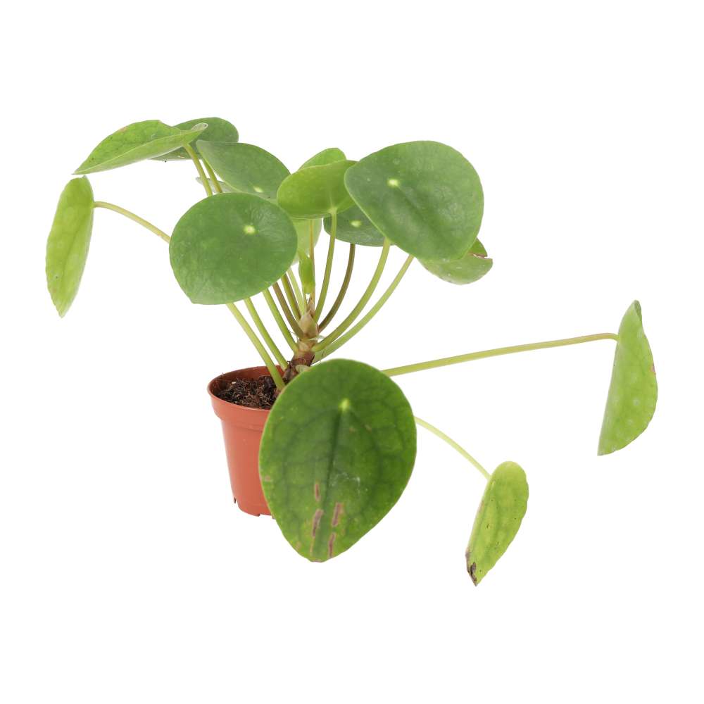 Chinese Money Plant (Pilea peperomoides)