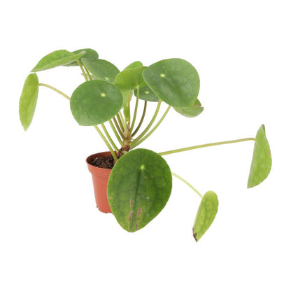 Chinese Money Plant (Pilea peperomoides)
