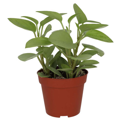 Pixie Peperomia (Peperomia 'Pixie')