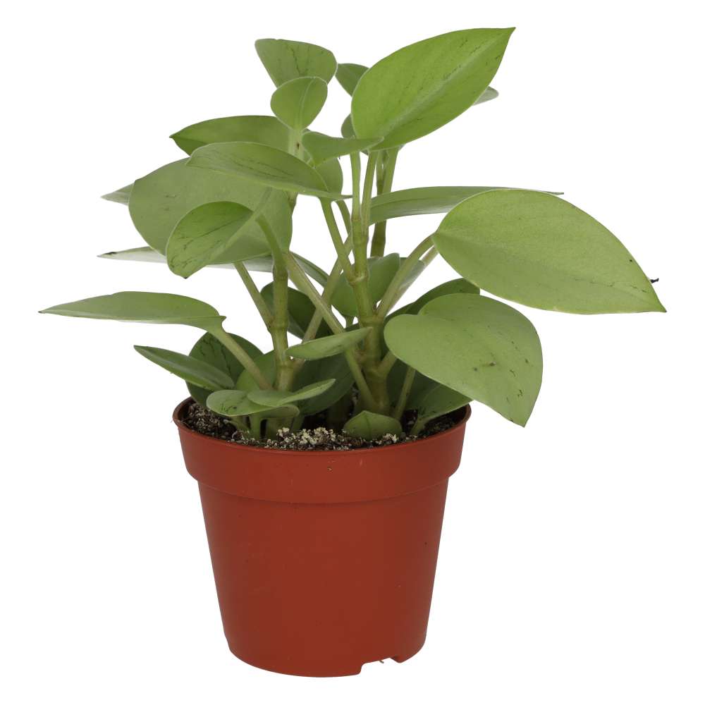 Pixie Peperomia (Peperomia 'Pixie')