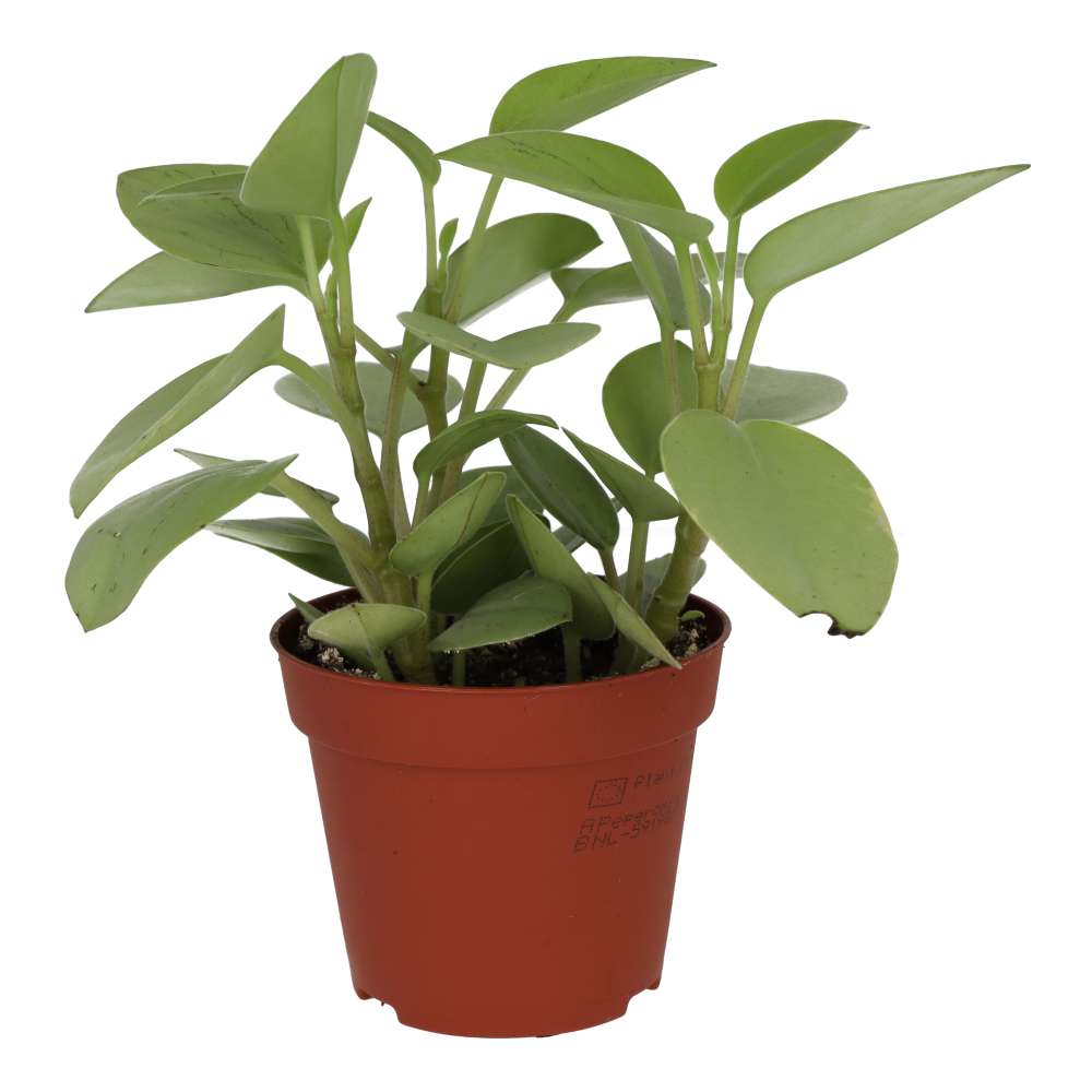 Pixie Peperomia (Peperomia 'Pixie')