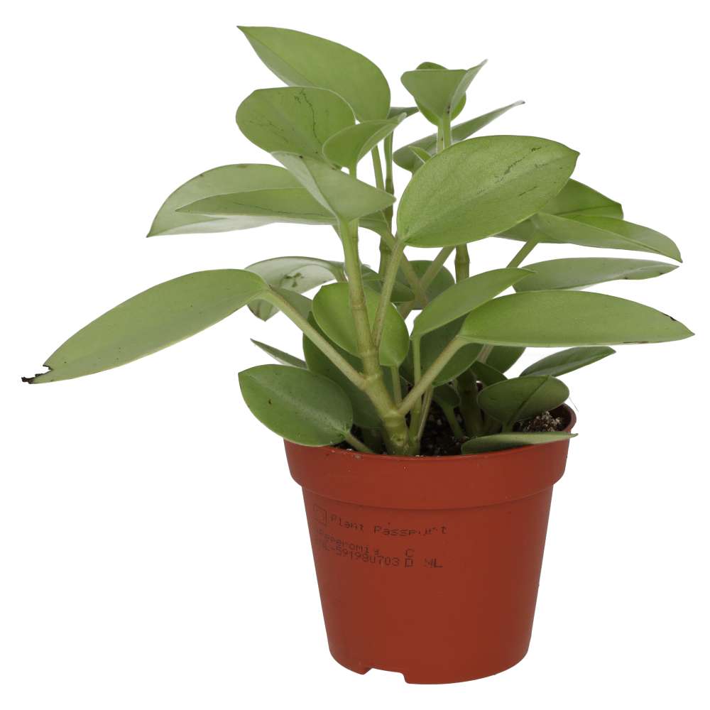 Pixie Peperomia (Peperomia 'Pixie')