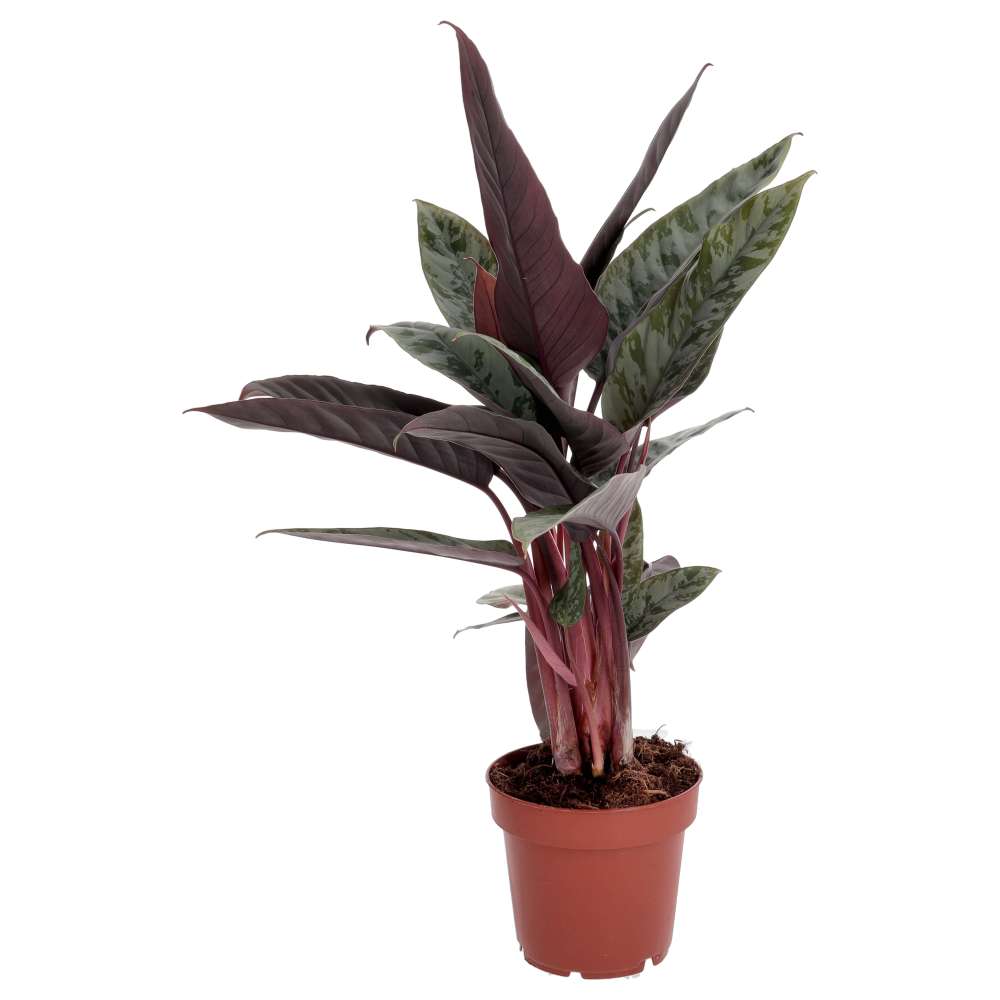 ProRep Live Plant, Red Sword Plant (Large)