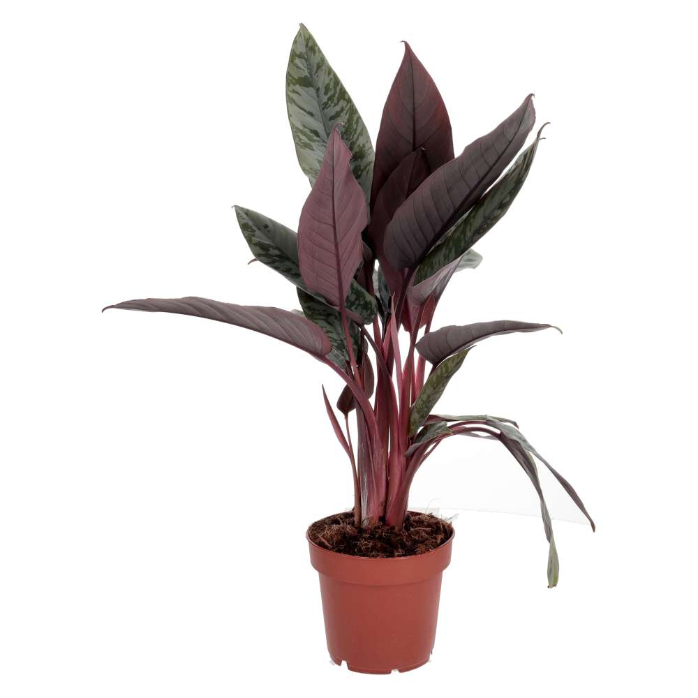 ProRep Live Plant, Red Sword Plant (Large)