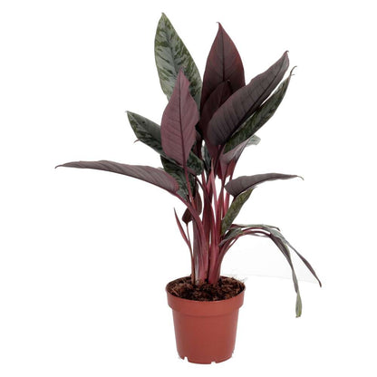 ProRep Live Plant, Red Sword Plant (Large)