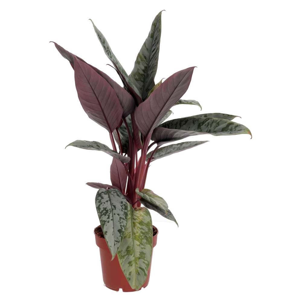 ProRep Live Plant, Red Sword Plant (Large)