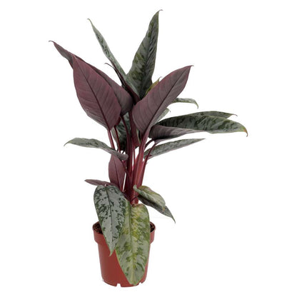 ProRep Live Plant, Red Sword Plant (Large)