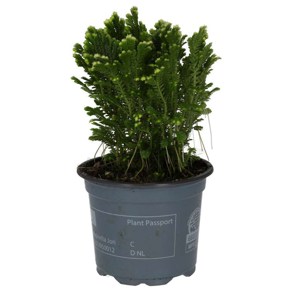 Spike Moss (Selaginella sp.)