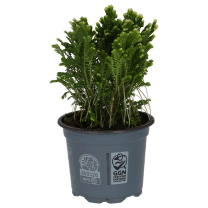 Spike Moss (Selaginella sp.)