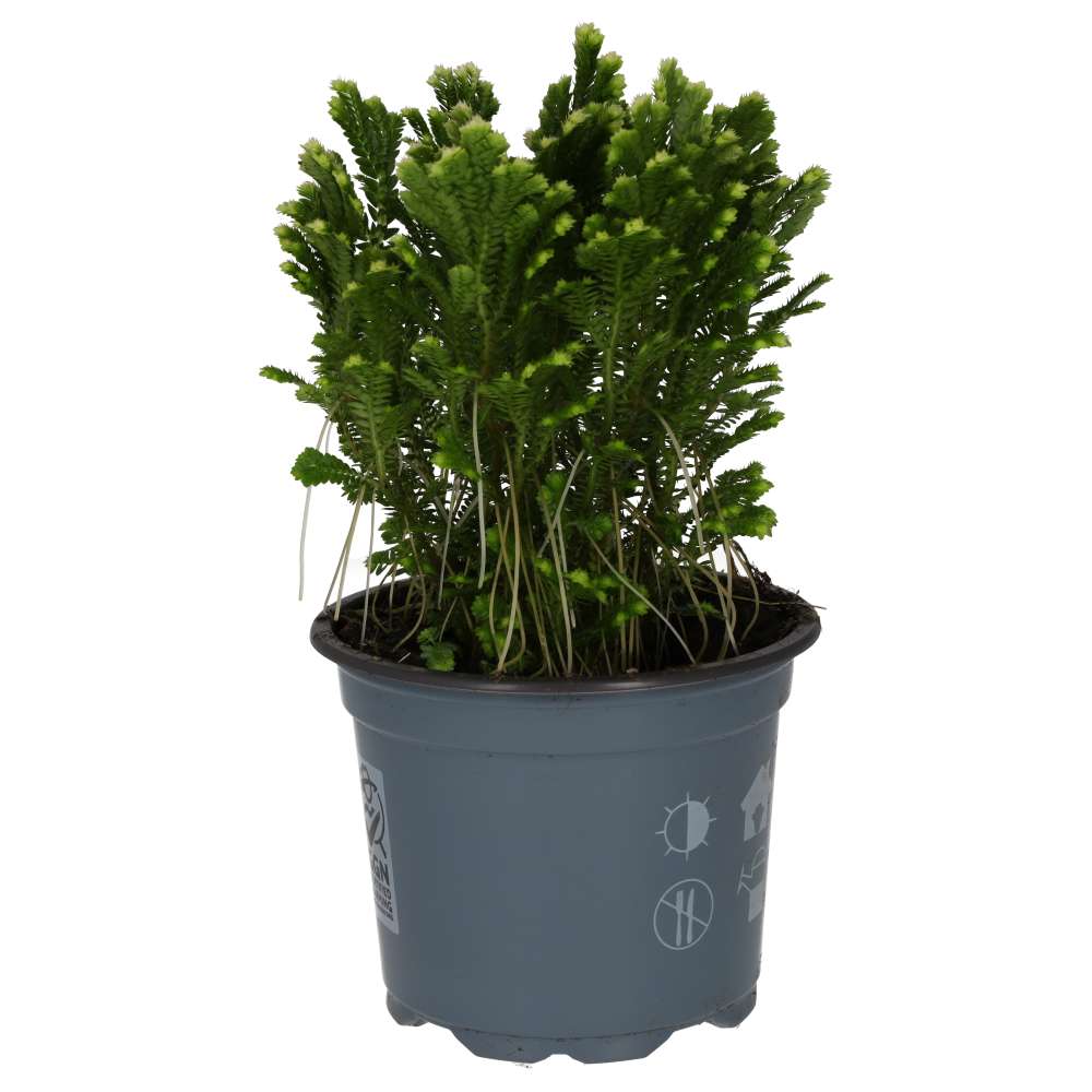 Spike Moss (Selaginella sp.)