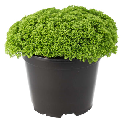 Meadow Spikemoss (Selaginella apoda)