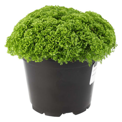 Meadow Spikemoss (Selaginella apoda)